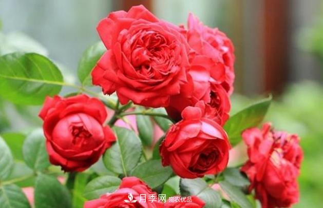 月季為什么老是死掉養(yǎng)不活？十大護身符趕緊拿走用(圖4)