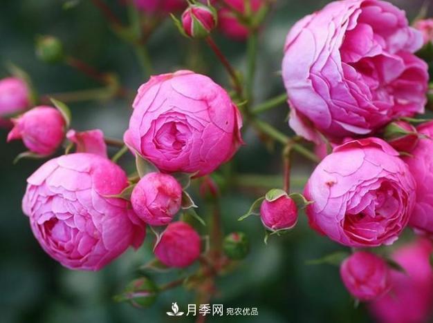 月季為什么老是死掉養(yǎng)不活？十大護身符趕緊拿走用(圖5)
