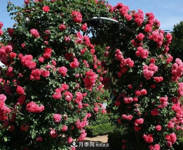 月季為什么老是死掉養(yǎng)不活？十大護身符趕緊拿走用(圖6)