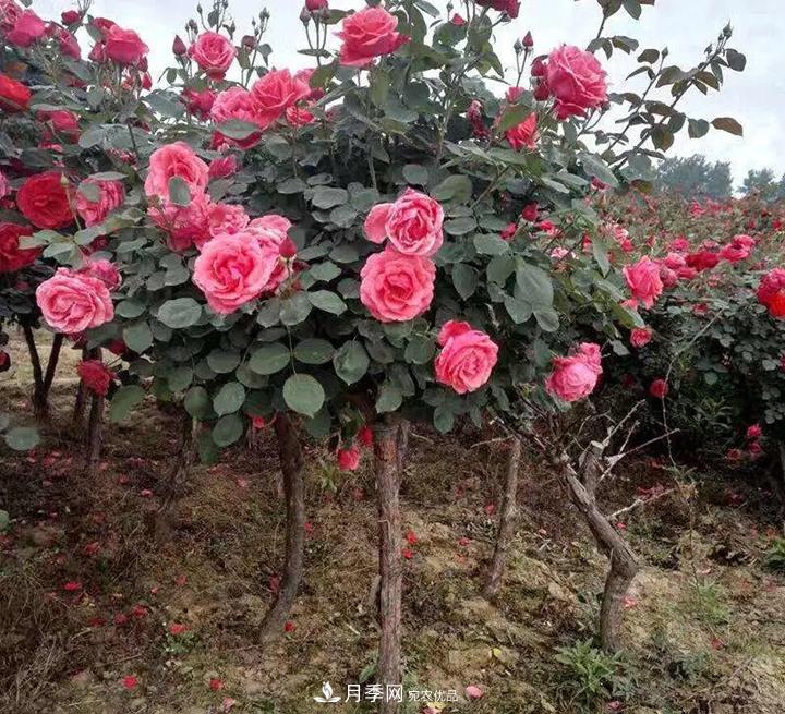 如何用紅龍月季培育原生月季樹？(圖2)