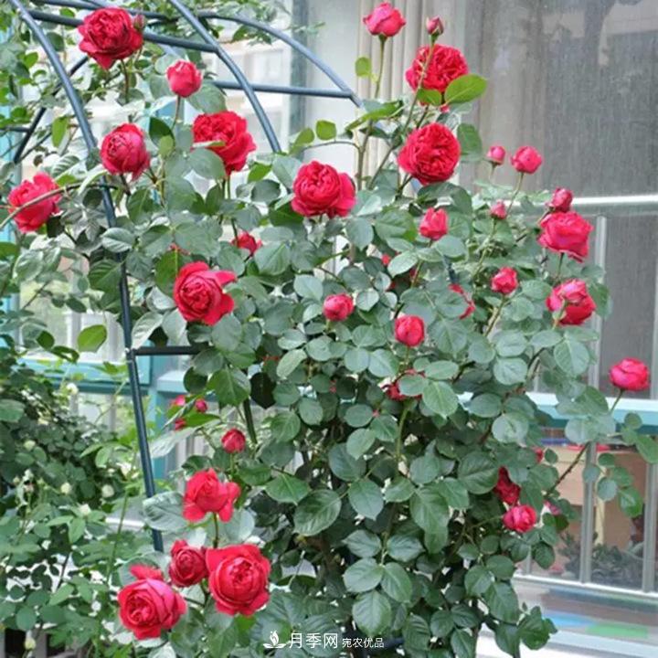 如何用紅龍月季培育原生月季樹？(圖1)