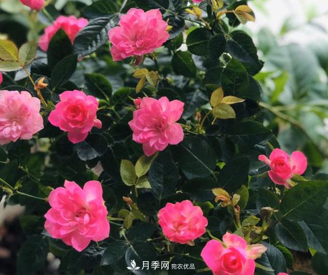 新手買月季花，避開這個坑，不然會吃虧(圖5)