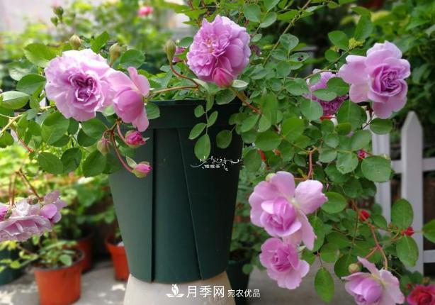 新手買月季花，避開這個坑，不然會吃虧(圖3)