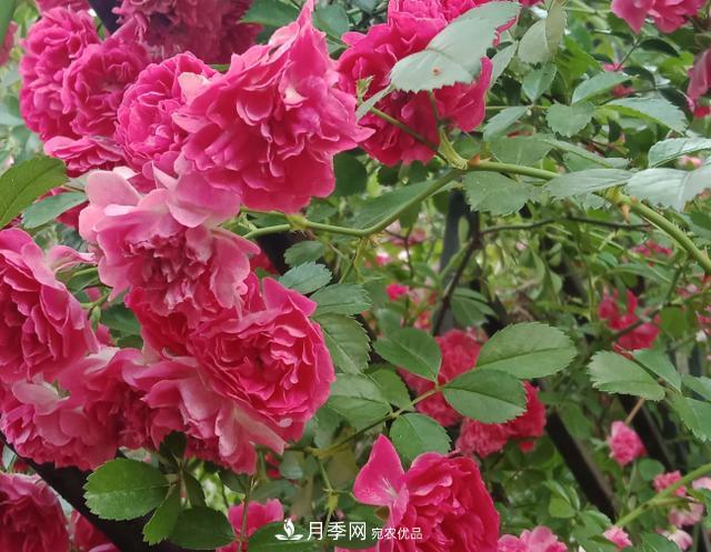 新手買月季花，避開這個坑，不然會吃虧(圖2)