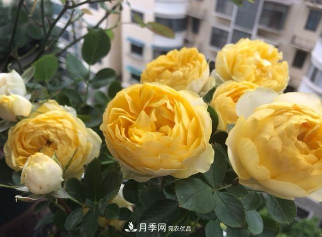新手買月季花，避開這個坑，不然會吃虧(圖4)