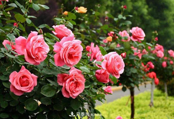 中國各城市市花大集合！月季是51個城市市花具首位(圖4)