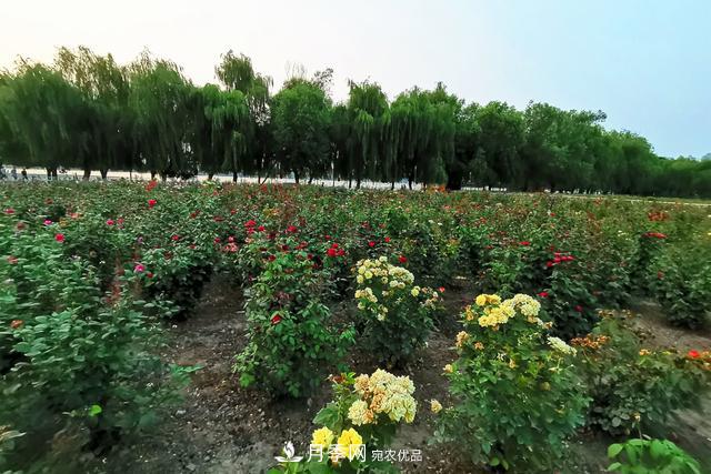 唐山惠豐湖這片月季花海太驚艷，太美了(圖5)