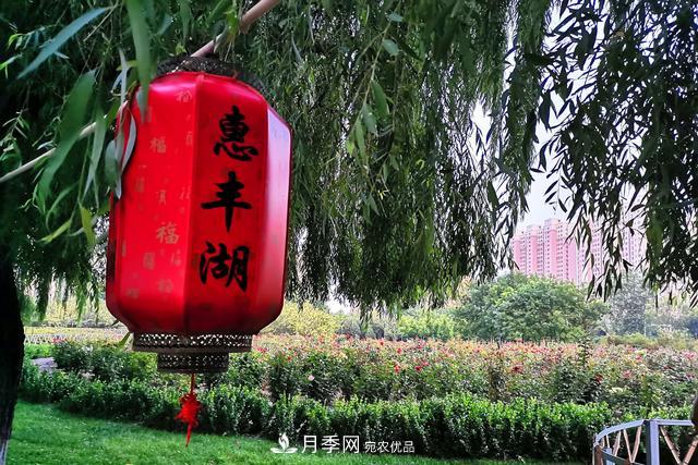 唐山惠豐湖這片月季花海太驚艷，太美了(圖7)