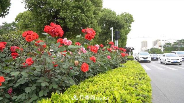 第十屆中國月季展覽會(huì)將于9月在安徽阜陽舉辦(圖3)