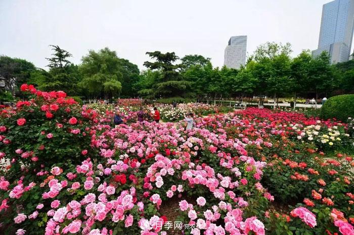 天津不愧是“月季之城”！天津月季美景刷爆朋友圈！(圖1)