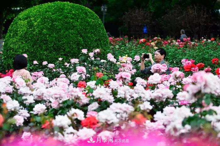 天津不愧是“月季之城”！天津月季美景刷爆朋友圈！(圖3)