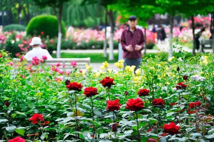 天津不愧是“月季之城”！天津月季美景刷爆朋友圈！(圖4)