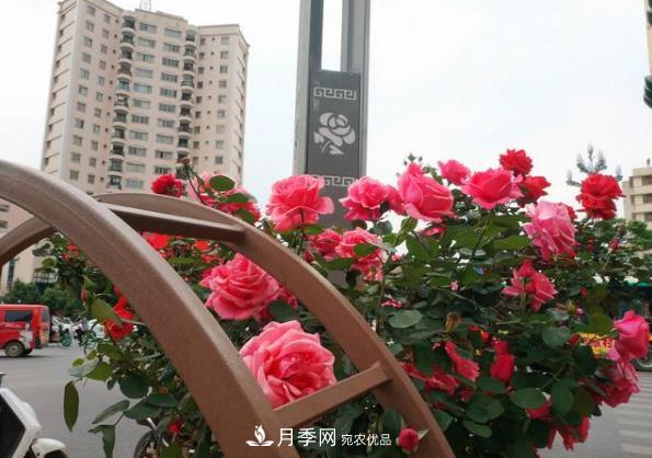 昆明將新增月季大道、櫻花大道，未來打卡地就在西山區(qū)(圖1)