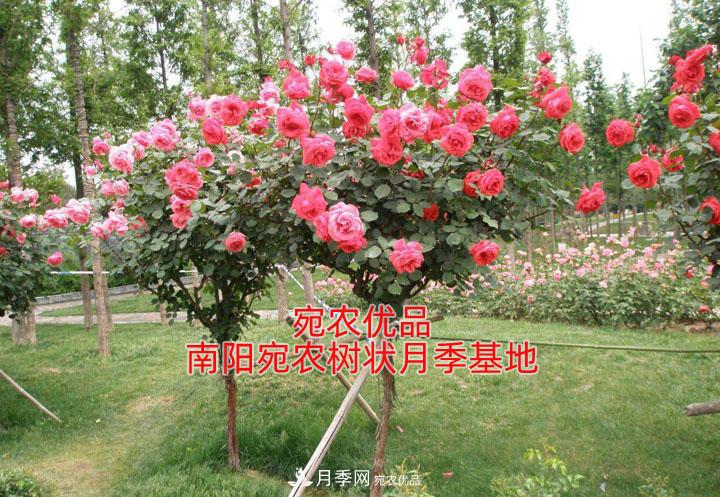 為什么樹狀月季開花少得可憐？注意五點(diǎn)(圖1)