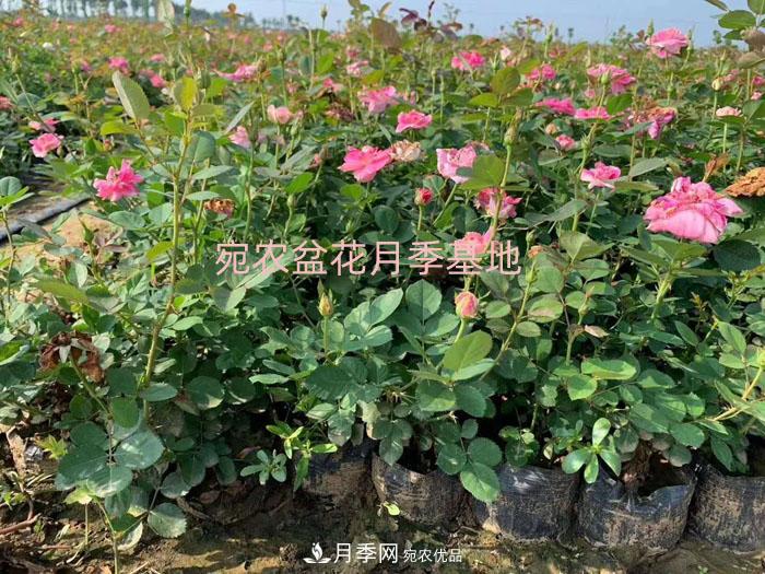 種植盆栽月季花用什么土好？(圖1)