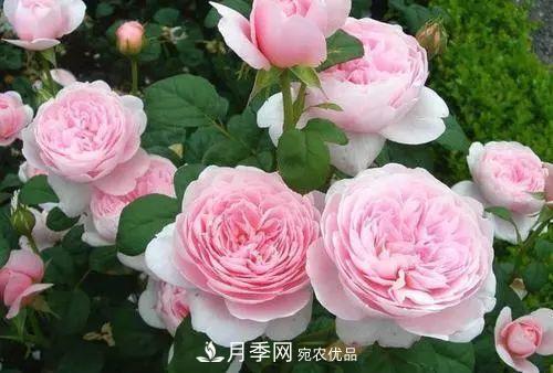 月季品種多，各種特性都不同，幾種典型好養(yǎng)的月季(圖2)