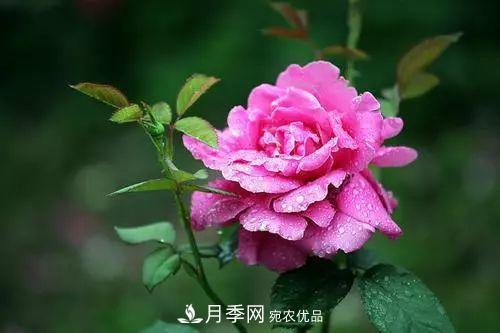 月季品種多，各種特性都不同，幾種典型好養(yǎng)的月季(圖1)