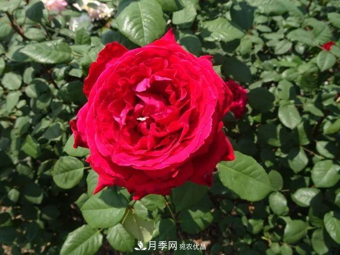 月季夫人蔣恩鈿，是她把月季花種到了人民大會(huì)堂(圖8)