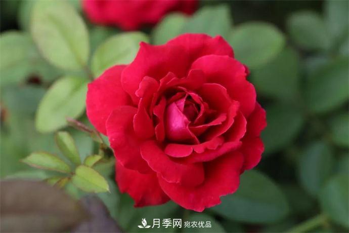 月季夫人蔣恩鈿，是她把月季花種到了人民大會(huì)堂(圖1)