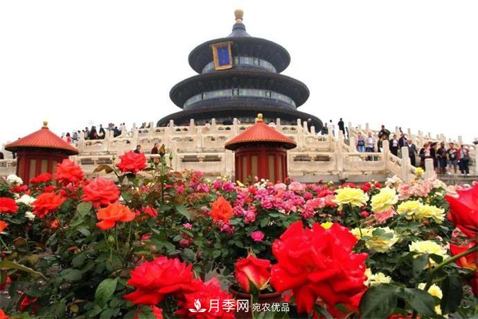 月季夫人蔣恩鈿，是她把月季花種到了人民大會(huì)堂(圖6)