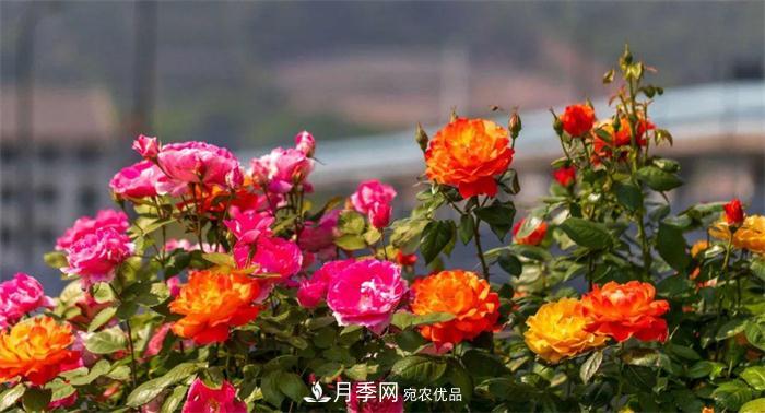 205萬株月季全城盛放！貫穿杭州的“空中花廊”你走過嗎？(圖1)