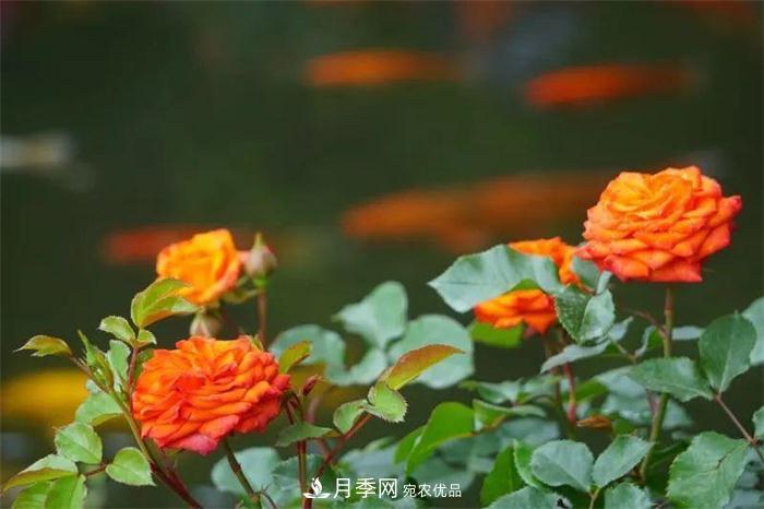 205萬株月季全城盛放！貫穿杭州的“空中花廊”你走過嗎？(圖2)