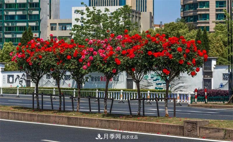 205萬株月季全城盛放！貫穿杭州的“空中花廊”你走過嗎？(圖5)