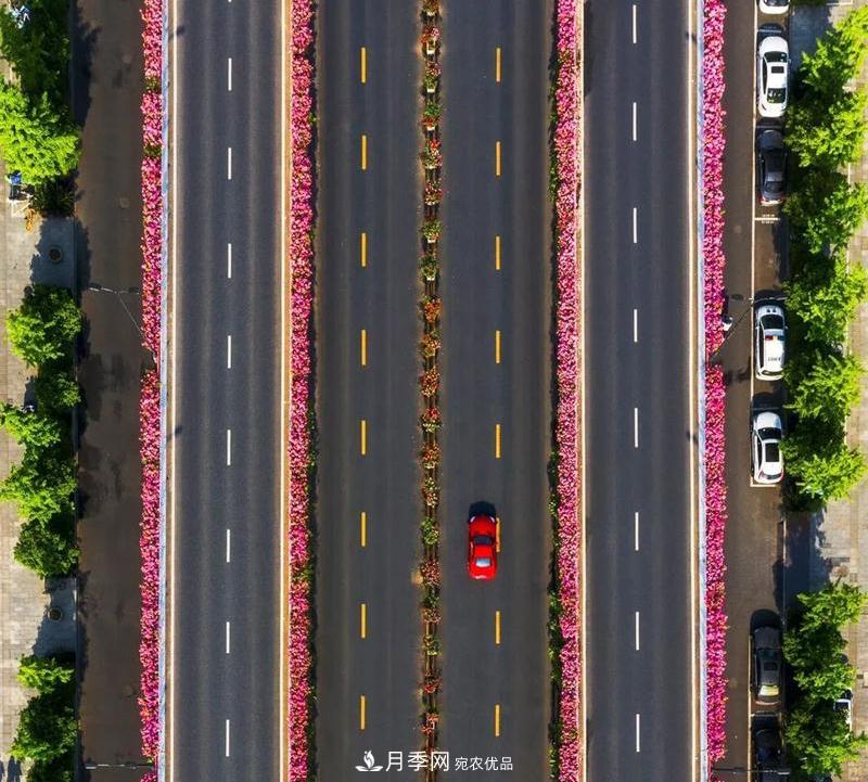 205萬株月季全城盛放！貫穿杭州的“空中花廊”你走過嗎？(圖6)