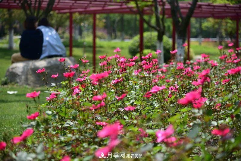 205萬株月季全城盛放！貫穿杭州的“空中花廊”你走過嗎？(圖10)