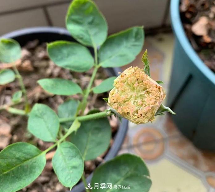 夏天月季需要遮陰嗎？(圖1)