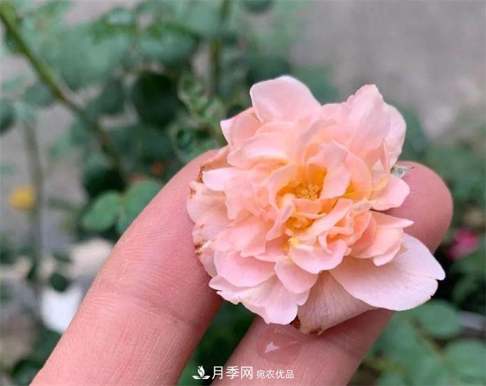 夏天月季需要遮陰嗎？(圖3)