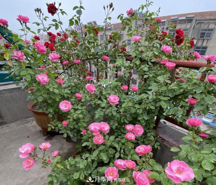 如何讓月季新芽多？4招“促芽”方法，秋天再來一大波(圖4)