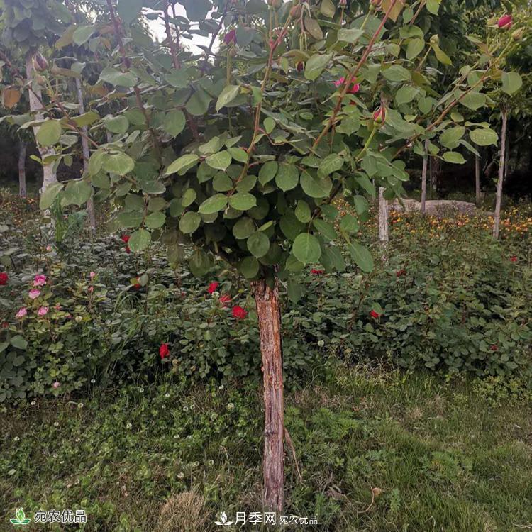鄭州月季樹基地_鄭州月季_樹狀月季批發(fā)和價(jià)格(圖2)