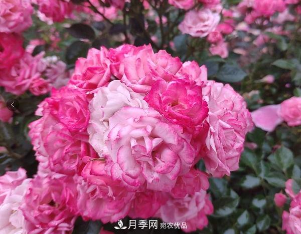月季“拍了拍”你，關(guān)于月季的歷史文化，你知道多少？(圖1)