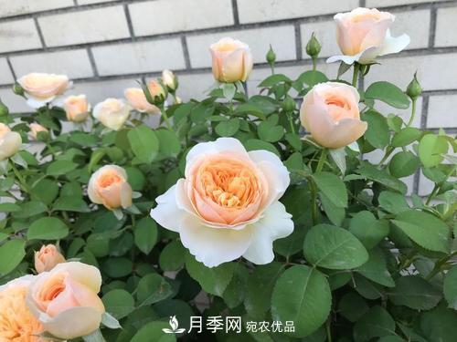 月季十死九個澇，月季澆水詳細教程在這里！(圖4)