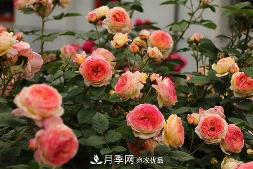 月季十死九個澇，月季澆水詳細教程在這里！(圖2)