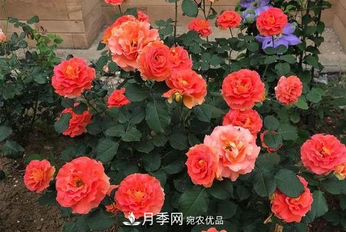 月季十死九個澇，月季澆水詳細教程在這里！(圖1)