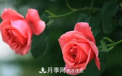 玫瑰和月季哪個(gè)好養(yǎng)？(圖3)