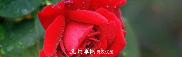 玫瑰和月季哪個(gè)好養(yǎng)？(圖1)