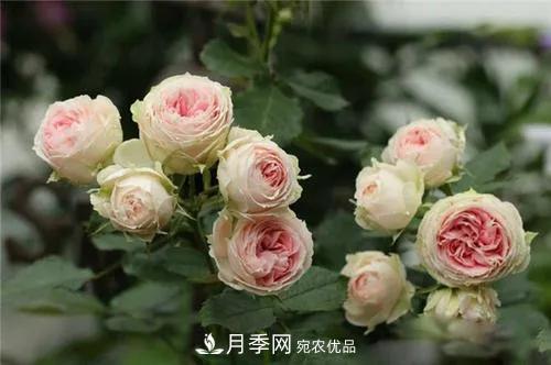 德國科德斯，這家月季育種公司是抗病月季品種制造機(jī)(圖5)