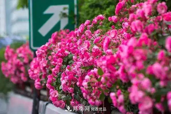 德國科德斯，這家月季育種公司是抗病月季品種制造機(jī)(圖2)