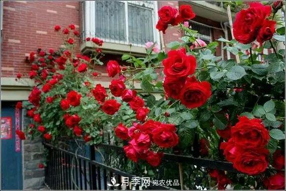 德國科德斯，這家月季育種公司是抗病月季品種制造機(jī)(圖4)