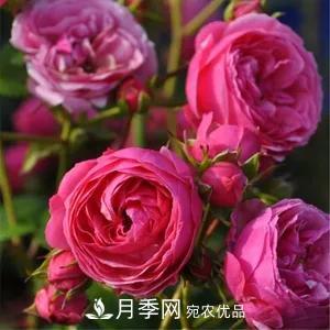德國科德斯，這家月季育種公司是抗病月季品種制造機(jī)(圖1)
