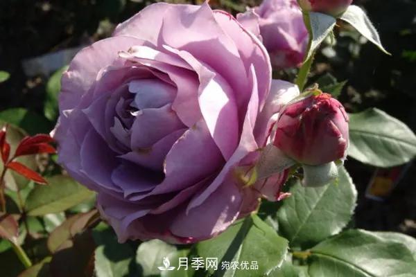 德國科德斯，這家月季育種公司是抗病月季品種制造機(jī)(圖3)
