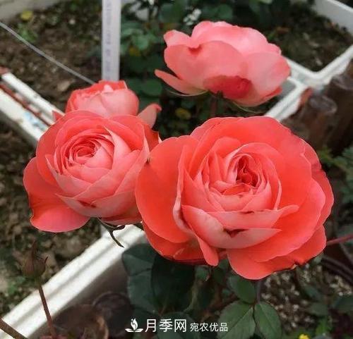 養(yǎng)月季5年，總結(jié)出4種盆栽月季，好看又好看驚艷時(shí)光(圖1)