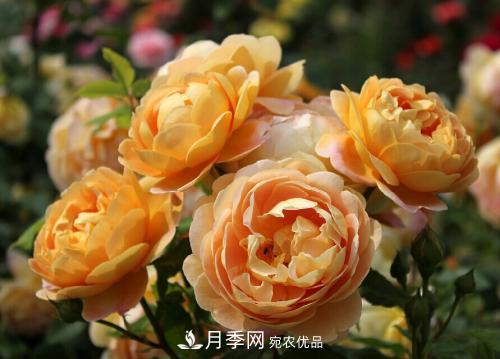 養(yǎng)月季5年，總結(jié)出4種盆栽月季，好看又好看驚艷時(shí)光(圖4)