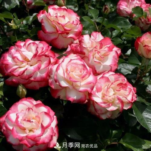 養(yǎng)月季5年，總結(jié)出4種盆栽月季，好看又好看驚艷時(shí)光(圖5)
