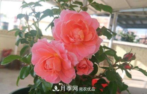 養(yǎng)月季5年，總結(jié)出4種盆栽月季，好看又好看驚艷時(shí)光(圖2)