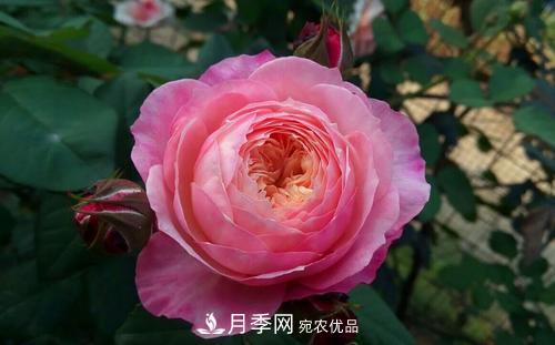 養(yǎng)月季5年，總結(jié)出4種盆栽月季，好看又好看驚艷時(shí)光(圖3)