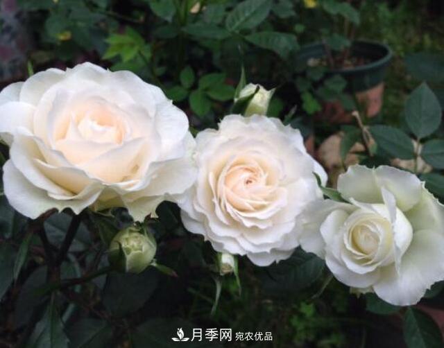 月季花什么品種好看？9大驚艷花友的月季品種(圖2)